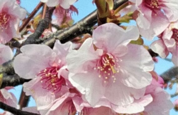 堺市でお葬式　心和葬祭なごみにお任せください。