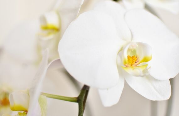 葬儀社をお探しなら心和葬祭なごみにお任せください。